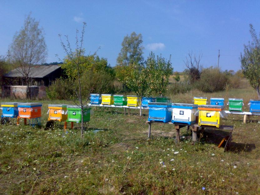 Vand miere din productia anului 2013 - Pret | Preturi Vand miere din productia anului 2013