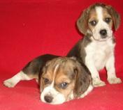 beagle tricolor - Pret | Preturi beagle tricolor