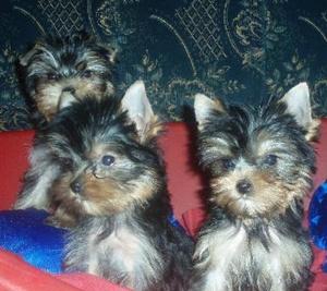 Vand catei Yorkshire terrier - Pret | Preturi Vand catei Yorkshire terrier