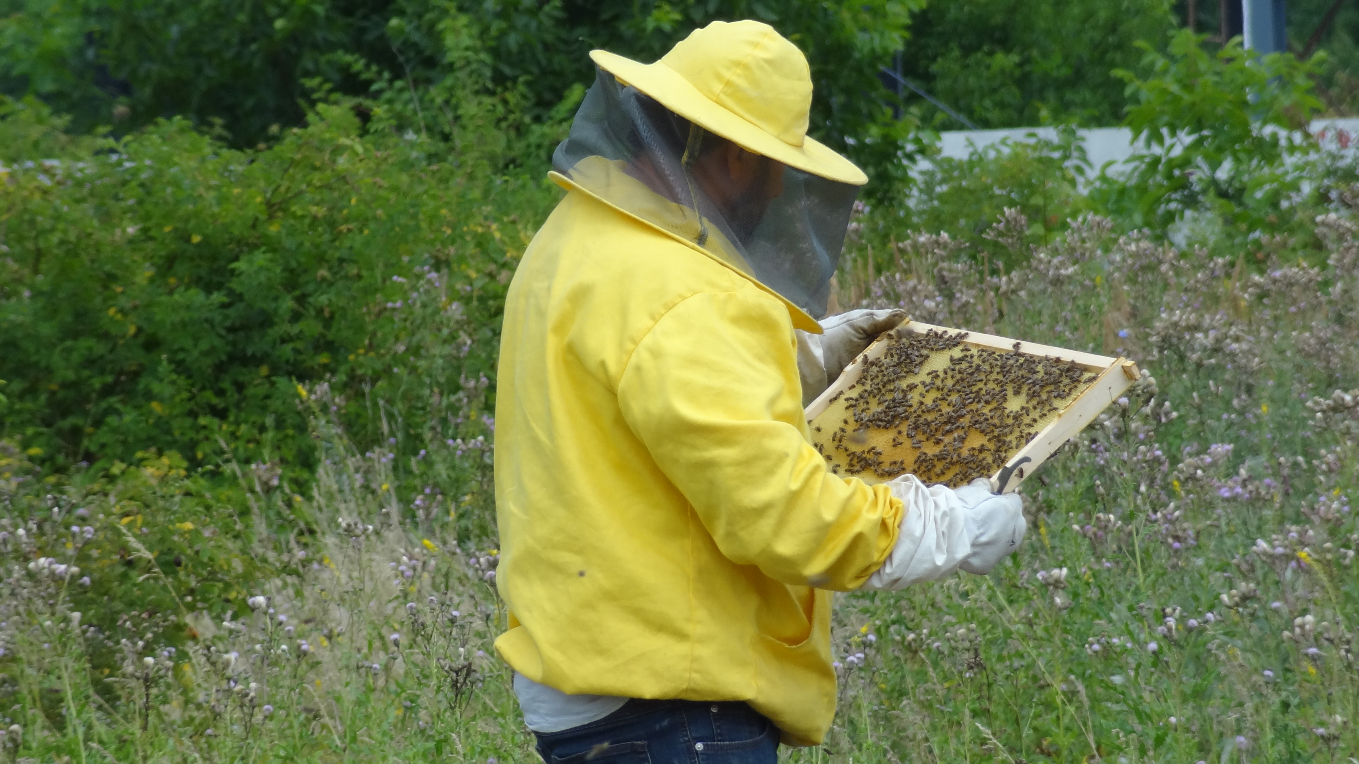 Vand familli de albine - Pret | Preturi Vand familli de albine