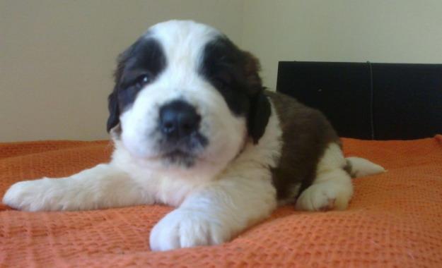 Vand Saint- Bernard Rasa Pura talie uriasa! - Pret | Preturi Vand Saint- Bernard Rasa Pura talie uriasa!