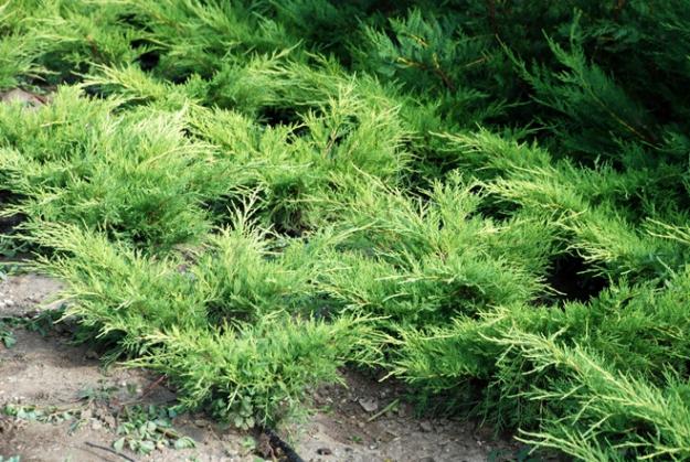 and ienupar (juniperus) toate soiurile cu diametru intre 60 si 120 - Pret | Preturi and ienupar (juniperus) toate soiurile cu diametru intre 60 si 120