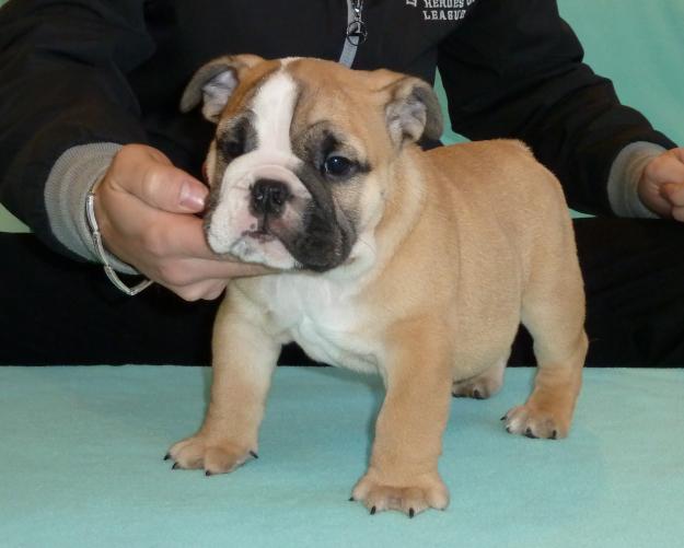 DE VANZARE BULLDOG ENGLEZ, PUI DE BULLDOG ENGLEZ CU PEDIGREE, CANISA DE BULLDOG ENGLEZ - Pret | Preturi DE VANZARE BULLDOG ENGLEZ, PUI DE BULLDOG ENGLEZ CU PEDIGREE, CANISA DE BULLDOG ENGLEZ