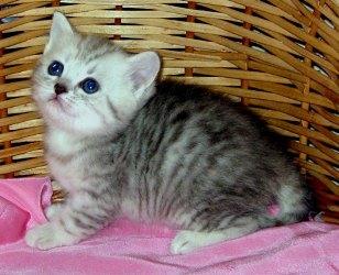 Patricia british shorthair - Pret | Preturi Patricia british shorthair