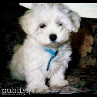 bichon albi de talie mica - Pret | Preturi bichon albi de talie mica