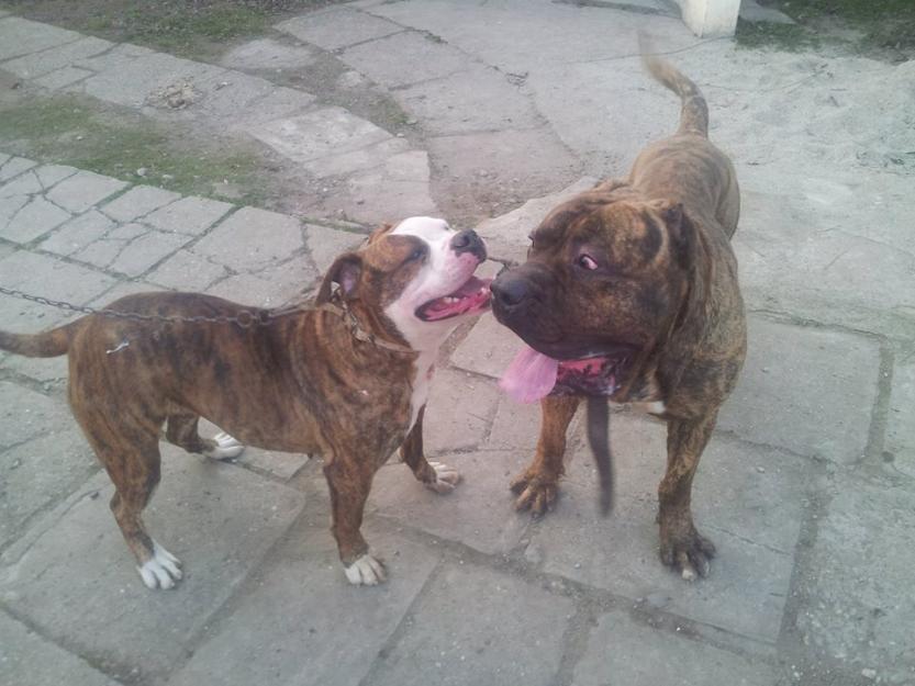 catei presa canario x american bulldog - Pret | Preturi catei presa canario x american bulldog