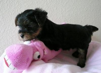 Adorable And Healthy Teacup Yorkie Puppies available - Pret | Preturi Adorable And Healthy Teacup Yorkie Puppies available