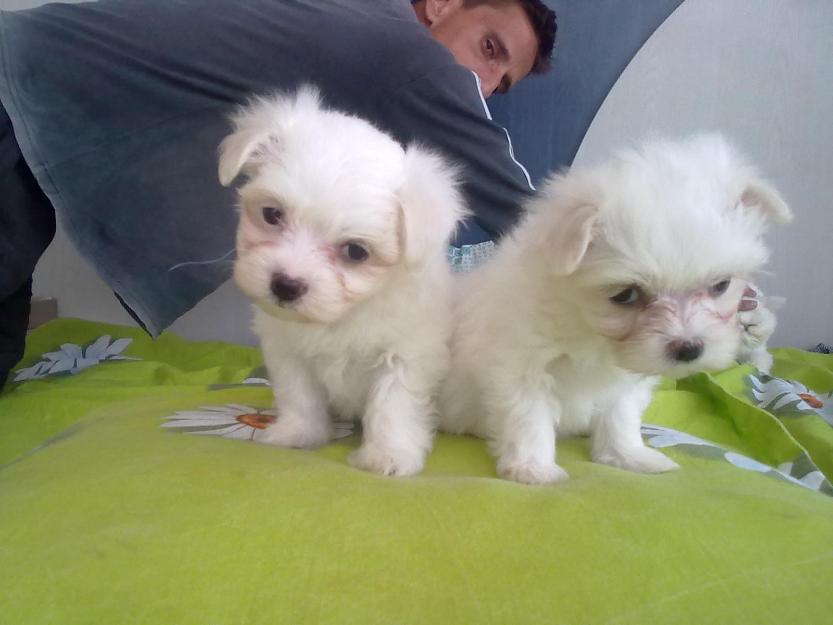 bichon maltez extratoy - Pret | Preturi bichon maltez extratoy