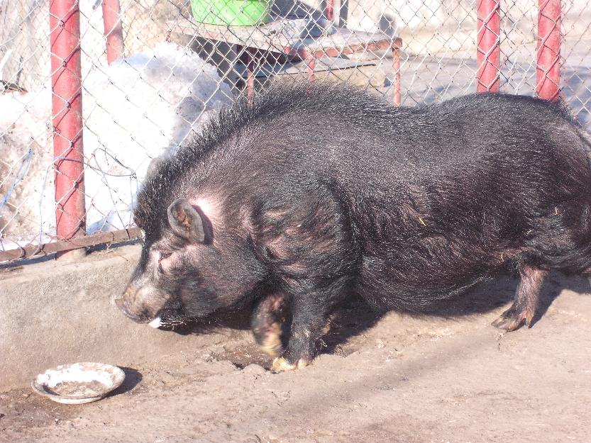 porci vietnamezi de vanzare - Pret | Preturi porci vietnamezi de vanzare