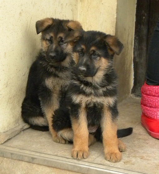 Pui ciobanesc german cu pedigree - Pret | Preturi Pui ciobanesc german cu pedigree