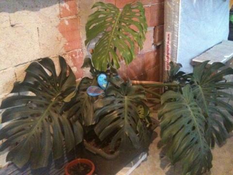 Philodendron superb 450 lei - Pret | Preturi Philodendron superb 450 lei