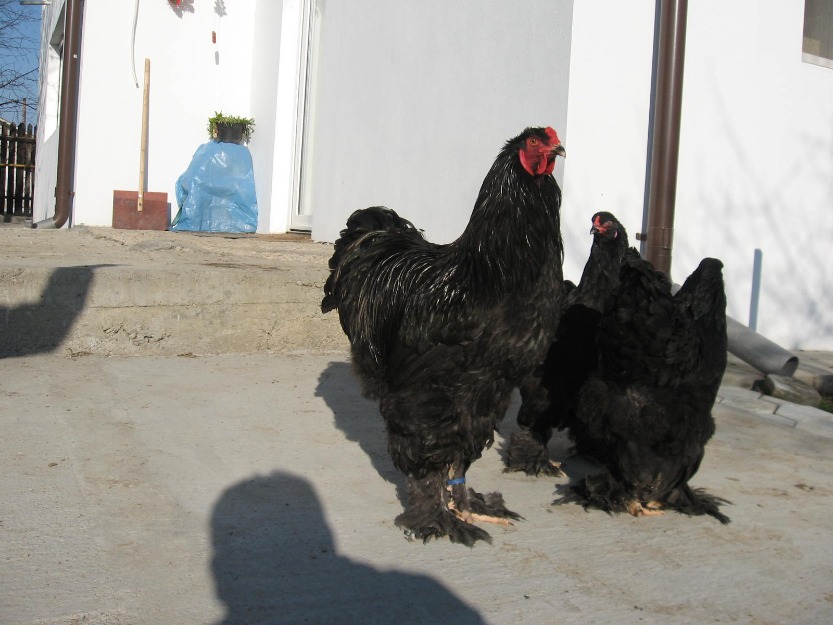 Brahma Negru. Pui si Oua . - Pret | Preturi Brahma Negru. Pui si Oua .