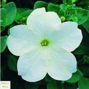 Petunia Nana Compacta  Alb - Pret | Preturi Petunia Nana Compacta  Alb