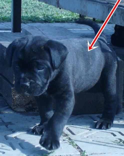 Vand catei CANE CORSO cu pedigree -PRET AVANTAJOS!!! - Pret | Preturi Vand catei CANE CORSO cu pedigree -PRET AVANTAJOS!!!