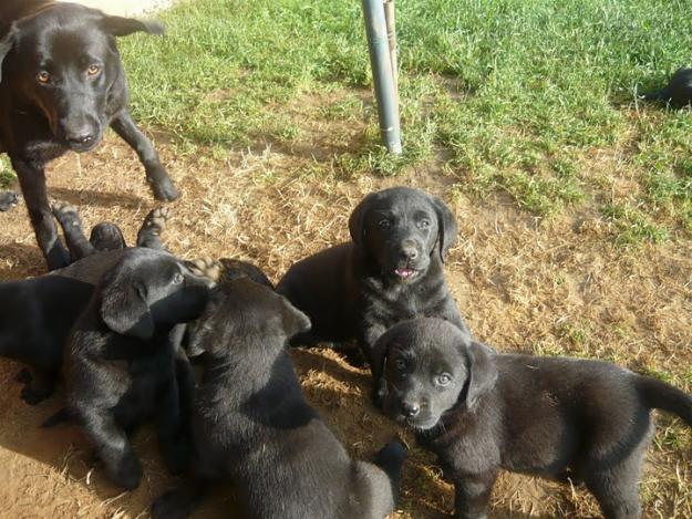 vand urgent labrador 110 e rasa pura - Pret | Preturi vand urgent labrador 110 e rasa pura