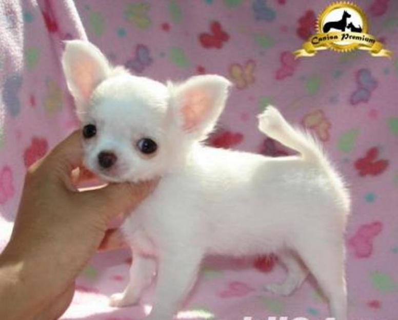 Chihuahua de vanzare - Pret | Preturi Chihuahua de vanzare