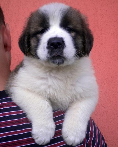 Pui saint bernard - Pret | Preturi Pui saint bernard