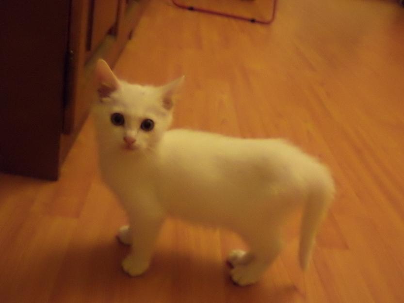 Pui de pisica alb de rasa Angora Turceasca - Pret | Preturi Pui de pisica alb de rasa Angora Turceasca