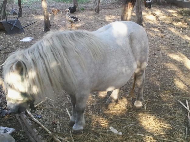 vand sau schimb femela ponei si pauni cu capre de rasa - Pret | Preturi vand sau schimb femela ponei si pauni cu capre de rasa