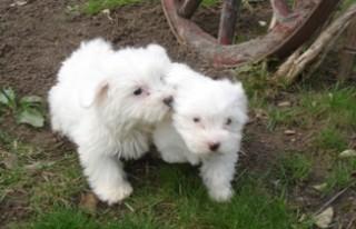 bichon maltez albi 500.ron - Pret | Preturi bichon maltez albi 500.ron