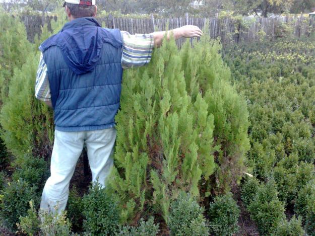 Vand Buxus ,tuia , - Pret | Preturi Vand Buxus ,tuia ,