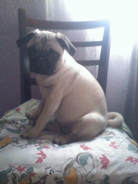 vand catelusa mops-pug - Pret | Preturi vand catelusa mops-pug