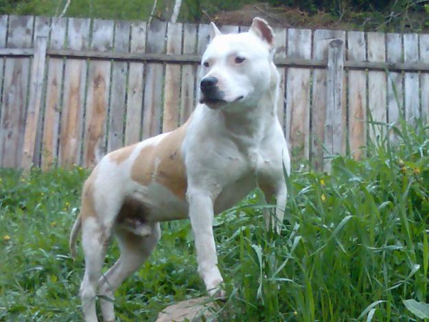 Vand Amstaff - Pret | Preturi Vand Amstaff