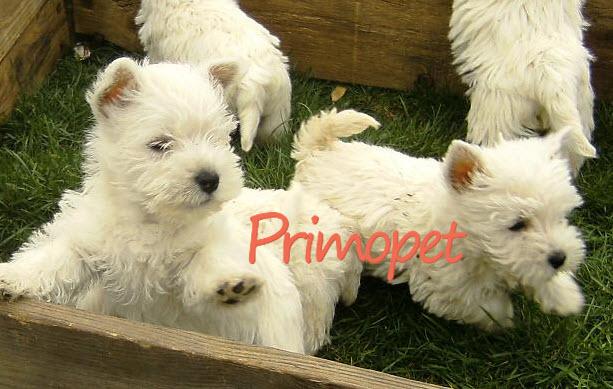 Vand catelusi Westie - Pret | Preturi Vand catelusi Westie