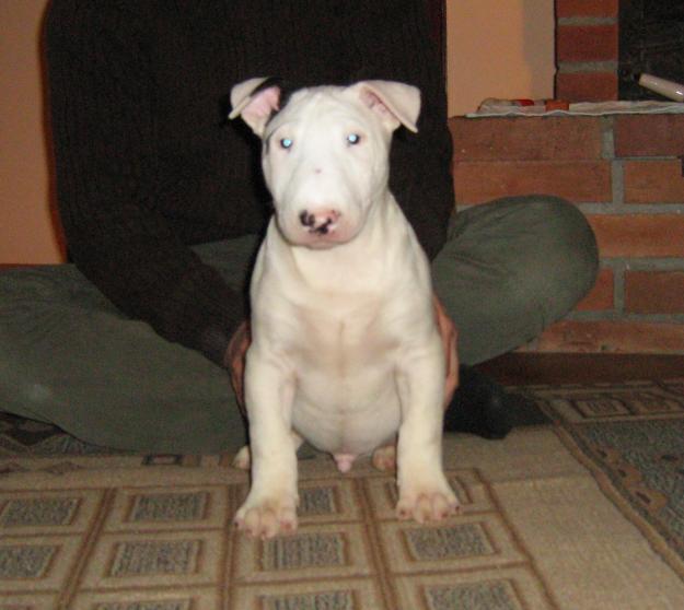 Vand puii Bull Terrier - Pret | Preturi Vand puii Bull Terrier