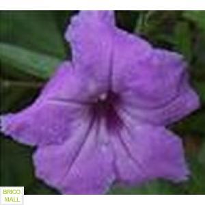 Petunia Nana Compacta Mov - Pret | Preturi Petunia Nana Compacta Mov