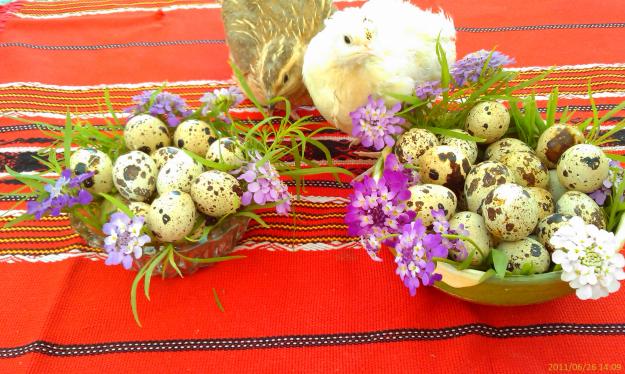 prepelite oua de prepelite - Pret | Preturi prepelite oua de prepelite