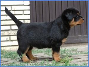 Rottweiler Talie Mare - Pret | Preturi Rottweiler Talie Mare