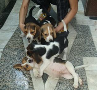 Canisa Caini-Ham vinde beagle - Pret | Preturi Canisa Caini-Ham vinde beagle