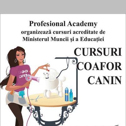 Curs Frizerie Canina Bucuresti - Pret | Preturi Curs Frizerie Canina Bucuresti