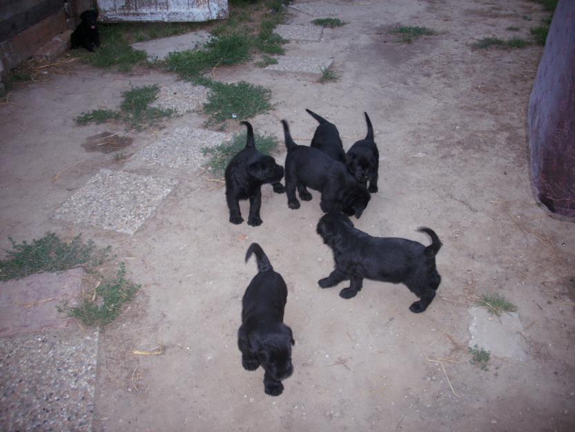 Vand catei Schnauzer Urias - Pret | Preturi Vand catei Schnauzer Urias