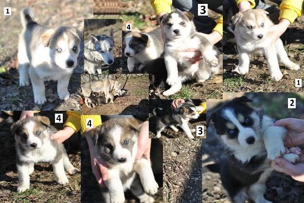 husky de vanzare / huski de vanzare; haski mascul cu ochi albastri; haschi - Pret | Preturi husky de vanzare / huski de vanzare; haski mascul cu ochi albastri; haschi