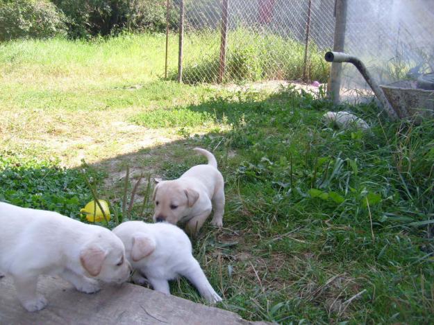 LABRADORI DEOSEBITI!!!!!! - Pret | Preturi LABRADORI DEOSEBITI!!!!!!