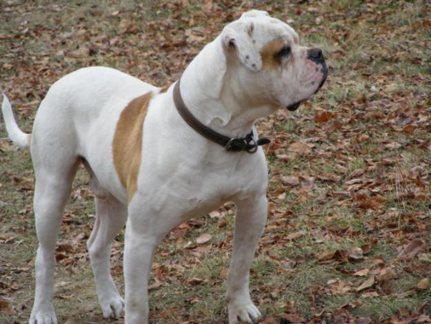 catei bulldog american - Pret | Preturi catei bulldog american