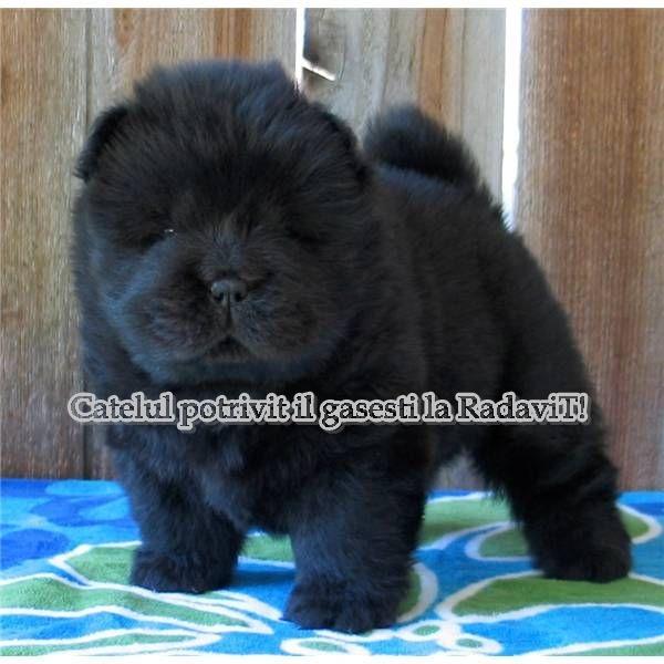 CHOW CHOW DE VANZARE.OFERTA DE CRACIUN - Pret | Preturi CHOW CHOW DE VANZARE.OFERTA DE CRACIUN