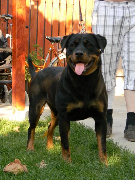 VAND FEMELA ROTTWEILER - Pret | Preturi VAND FEMELA ROTTWEILER