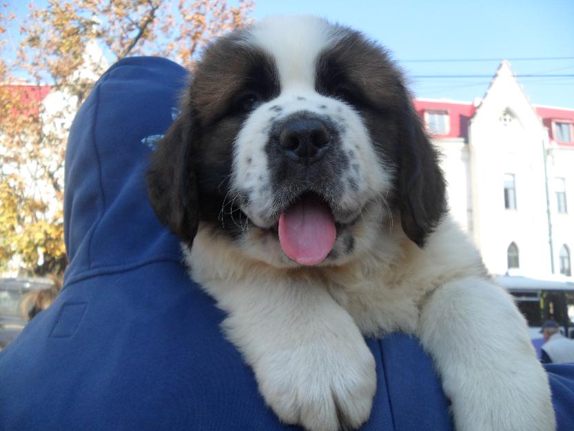 Vand pui saint bernard - Pret | Preturi Vand pui saint bernard