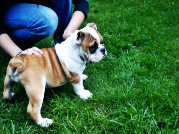 Bulldog,Mops,Beagle de vanzare - Pret | Preturi Bulldog,Mops,Beagle de vanzare