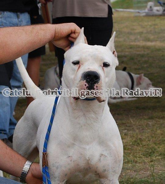 Dog Argentinian de vanzare,rasa absolut curata - Pret | Preturi Dog Argentinian de vanzare,rasa absolut curata