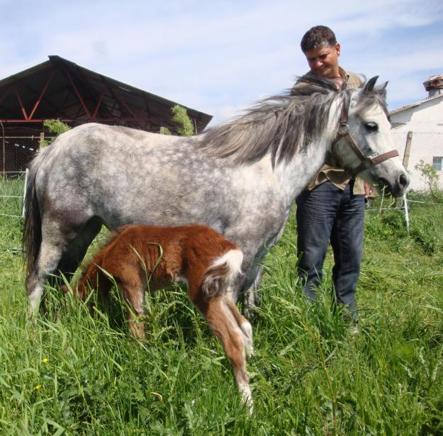 iapa welsh pony cu manz de vanzare - Pret | Preturi iapa welsh pony cu manz de vanzare