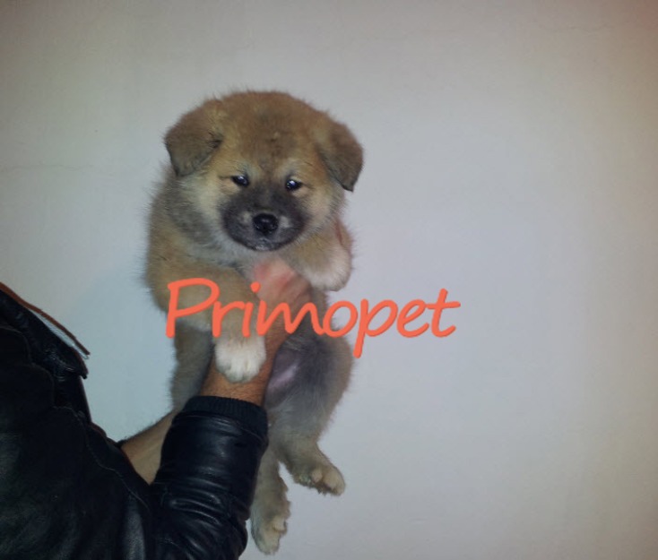 Femele Akita Inu Japonez de Vanzare - Pret | Preturi Femele Akita Inu Japonez de Vanzare