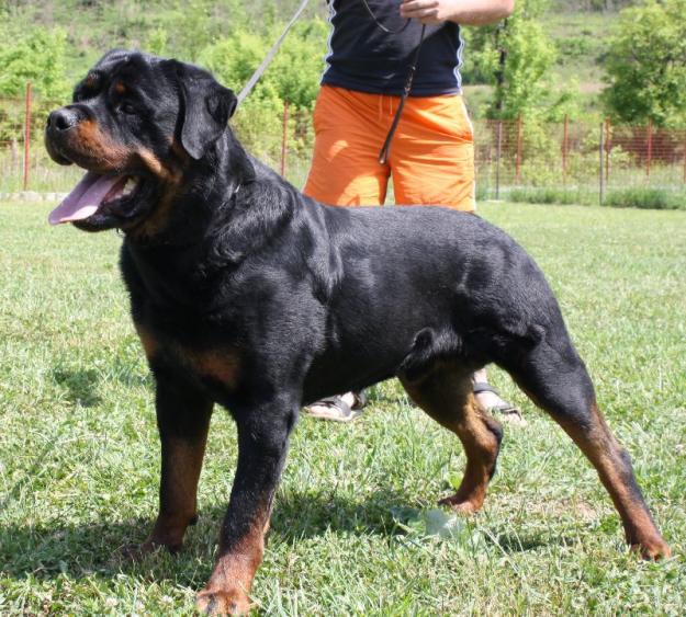 rottweiler - Pret | Preturi rottweiler