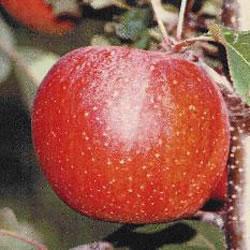 Pomi fructiferi toate soiurile cu livrare in Romania - Pret | Preturi Pomi fructiferi toate soiurile cu livrare in Romania