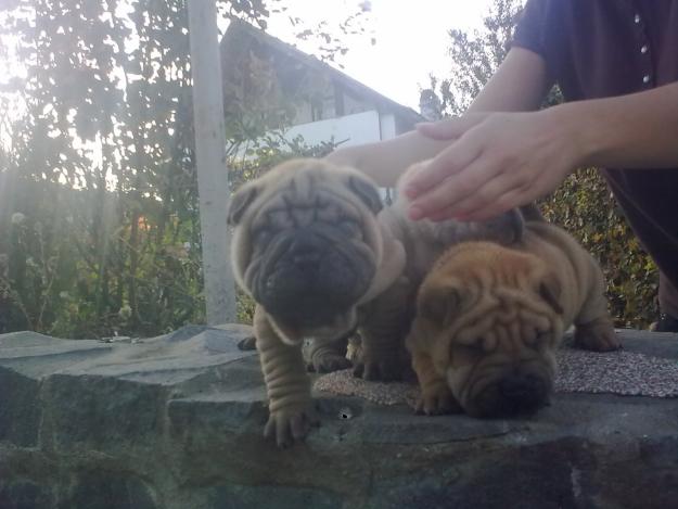 PUI SHAR PEI EXTRA CUTATI DE VANZARE - Pret | Preturi PUI SHAR PEI EXTRA CUTATI DE VANZARE