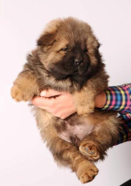 Vand mascul Chow Chow - Pret | Preturi Vand mascul Chow Chow