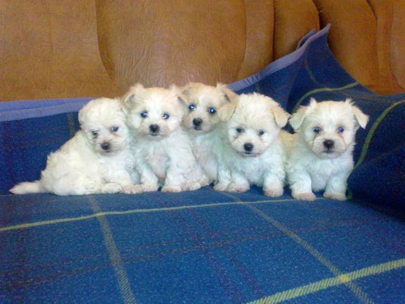 bichon maltese oferta sarbatori - Pret | Preturi bichon maltese oferta sarbatori